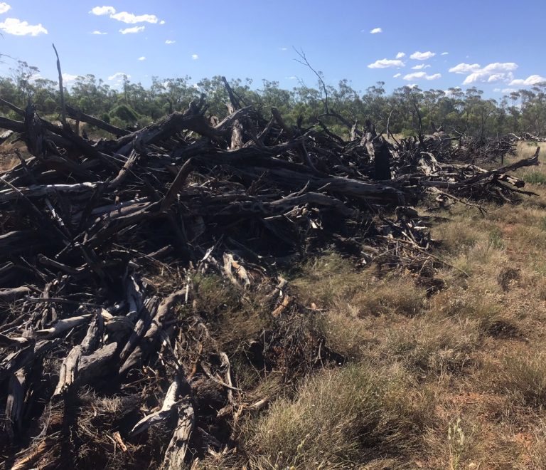 News story about Renewed Carbon Holdings